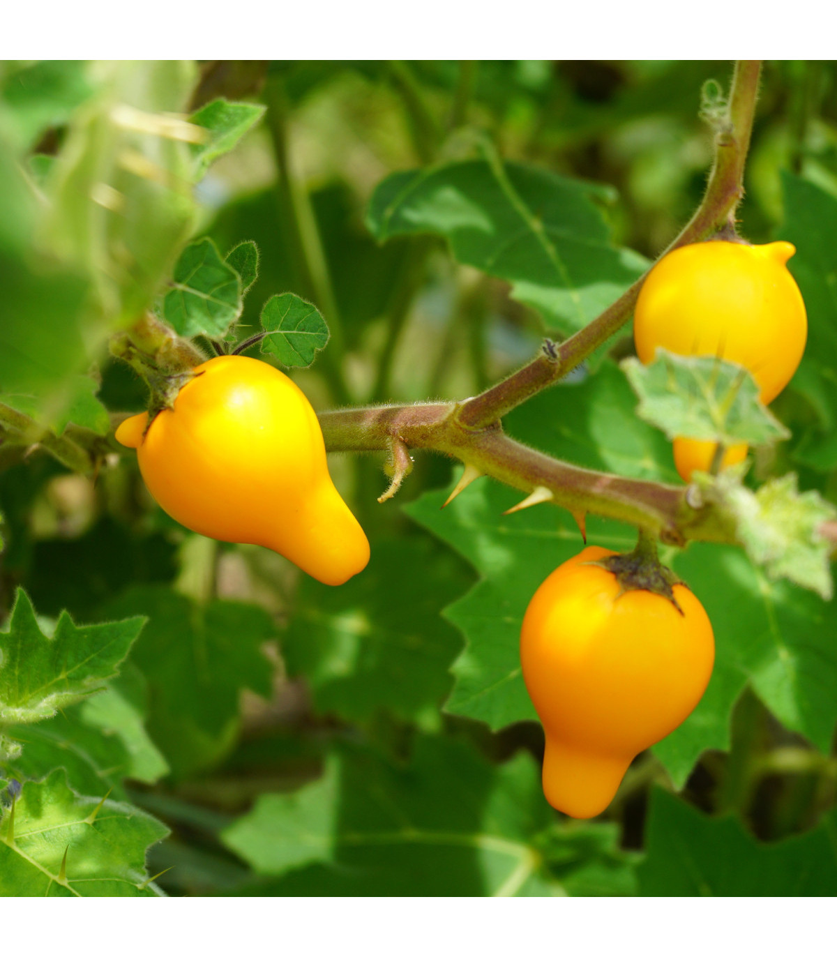 Solanum mammosum - osivo - 5 ks