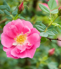 Růže nutkanská - Rosa nutkana - prodej růží - semena - 5 ks