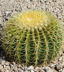 Ferokaktus - Ferocactus chrysacanthus - osivo kaktusu - 6 ks