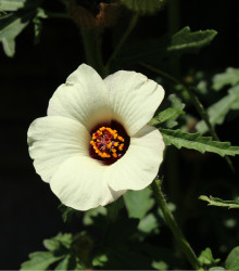 Ibišek trojdílný - Hibiscus trionum - prodej semen ibišku - 15 ks