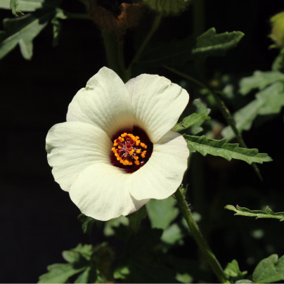 Ibišek trojdílný - Hibiscus trionum - osivo ibišku - 5 ks