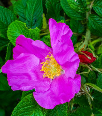 Růže svraskalá - Rosa rugosa - osivo růže - 10 ks