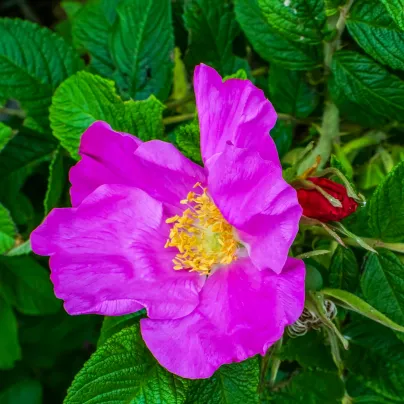 Růže svraskalá - Rosa rugosa - osivo růže - 10 ks