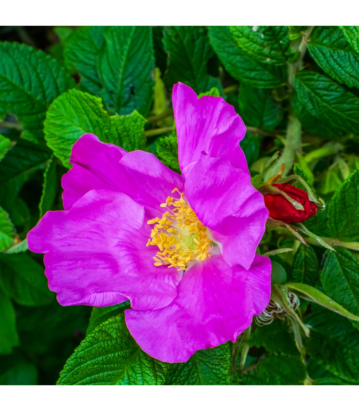 Růže svraskalá - Rosa rugosa - osivo růže - 5 ks