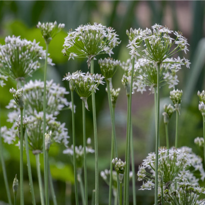Pažitka česneková - Allium Tuberosum - semena pažitky - 1 gr