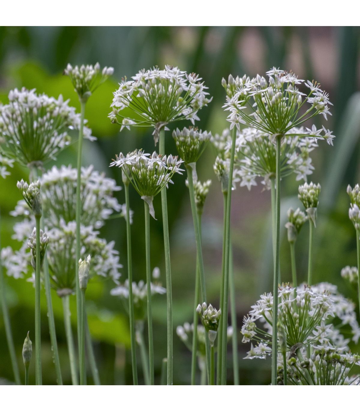 Pažitka česneková - Allium Tuberosum - semena pažitky - 1 gr