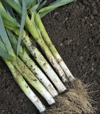 Pór D´Elbeuf - Allium porrum - osivo póru - 200 ks