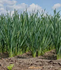 Pór zimní zelenomodrý - Allium porrum - osivo póru - 600 ks