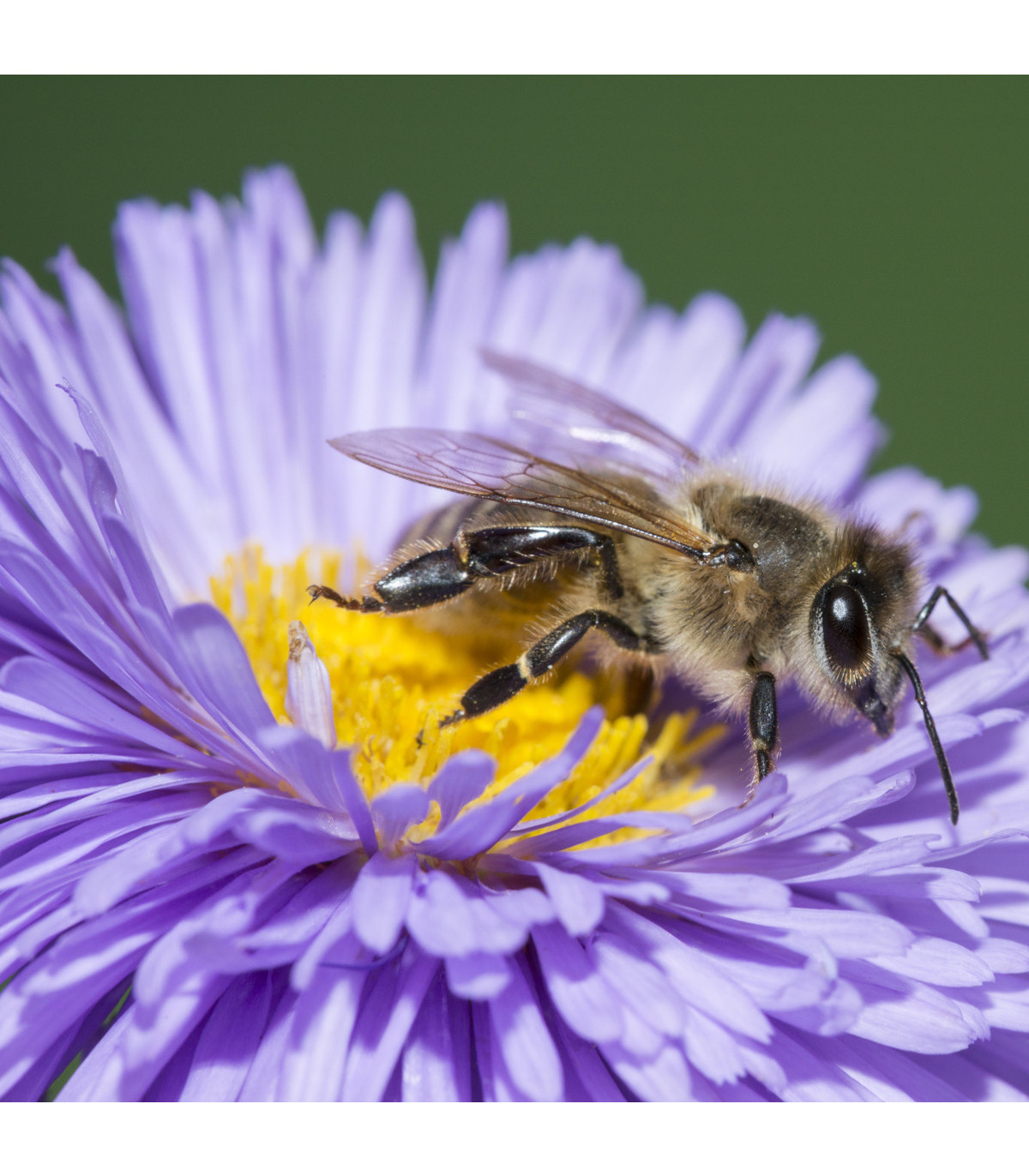 Medonosné květy pro včely - semena medonosných květů pro včely - 10 g
