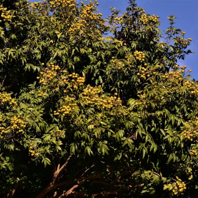 Mýdelník pravý - Sapindus saponaria - osivo mýdelníku - 3 ks