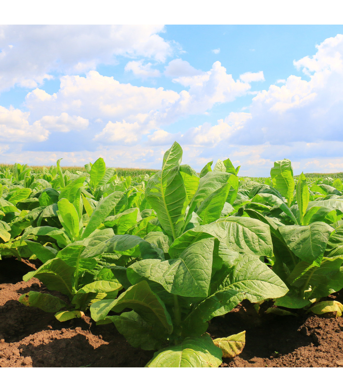 Tabák Kentucky - rostlina Nicotiana tabacum - semena tabáku - 20 ks