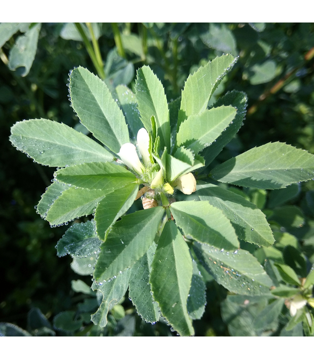 Pískovice - Trigonella foenum - graecum - prodej semen pískovice - 1 gr