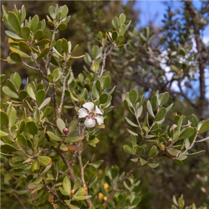 Woolly Tea Tree - Leptospermum lanigerum - osivo čajovníku - 20 ks