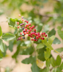 Pistácie atlantská - Řečík atlantský - Pistacia atlantica - osivo pistácie - 5 ks