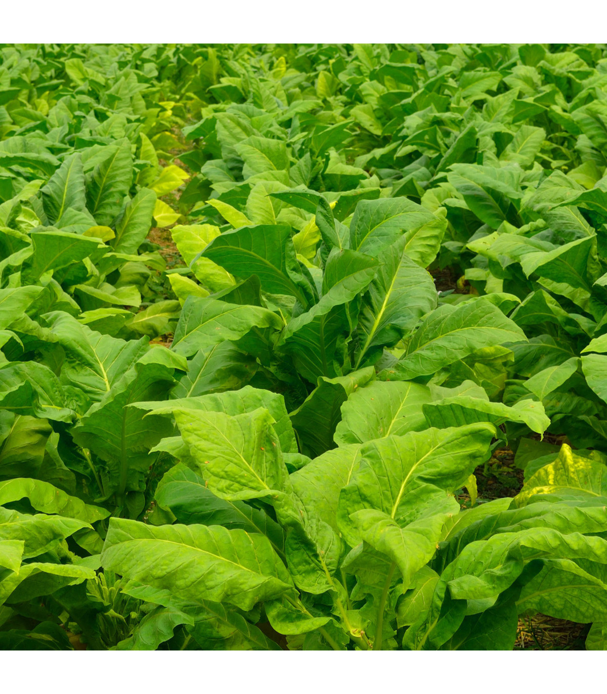 Tabák Burley - Nicotiana tabacum - osivo tabáku - 20 ks
