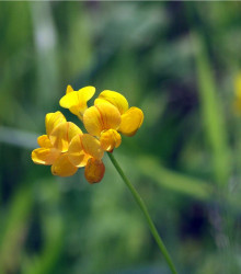 Štírovník růžkatý - rostlina Lotus corniculatus - prodej semen - 100 ks