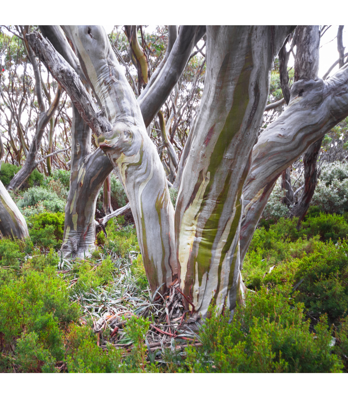 Eukalyptus Pauciflora mrazuvzdorný  - Eucalyptus pauciflora - prodej semínek - 8 ks