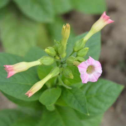 Tabák virginský - Nicotiana tabacum - osivo tabáku - 150 ks