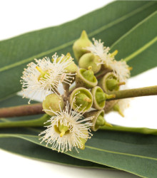 Eukalyptus Alba - semena eukalyptu - 9 ks