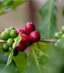 Kávovník arabský - Coffea arabica - osivo kávovníku - 5 ks