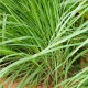 Citronová tráva - Cymbopogon citratus - osivo citrónové trávy - 20 ks