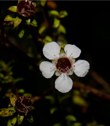 Tea tree - Leptospermum rotundifolium - osivo čajovníku - 30 ks
