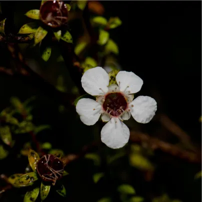 Tea tree - Leptospermum rotundifolium - osivo čajovníku - 30 ks