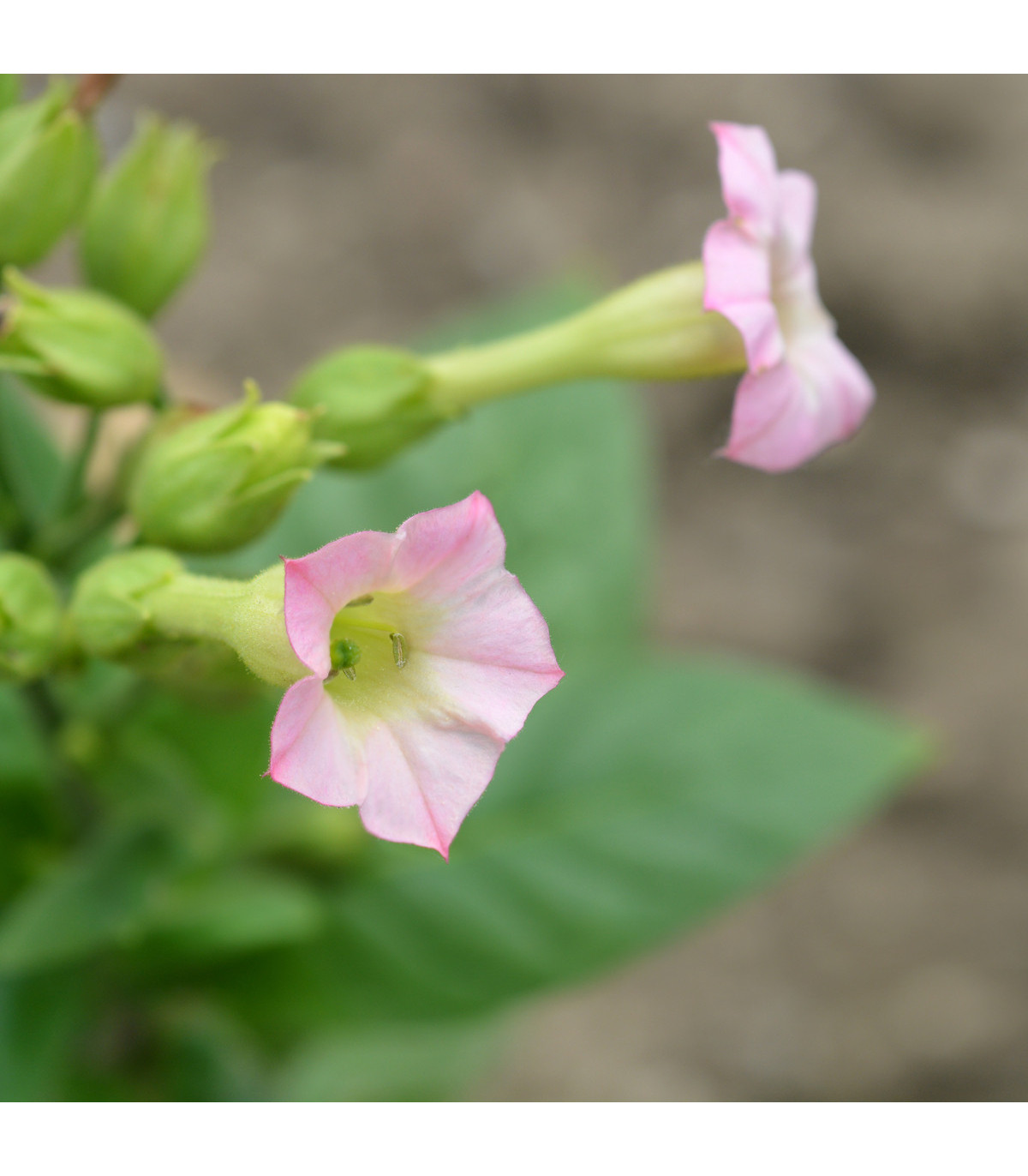 Tabák Orinoco - Nicotiana tabacum - semena tabáku - 25 ks