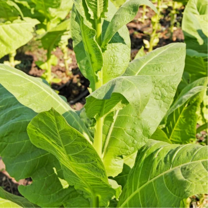 Tabák Madole - Nicotiana tabacum - osivo tabáku - 20 ks