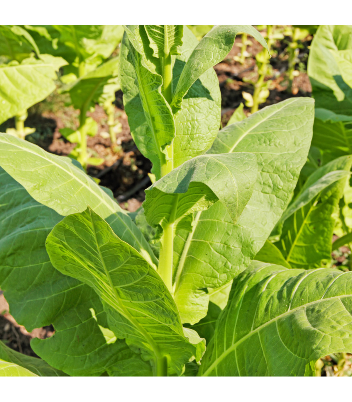 Tabák Madole - rostlina Nicotiana tabacum - semena tabáku - 20 ks