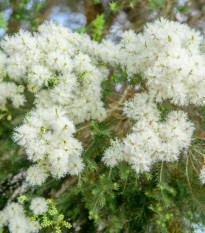 Čajovníkový strom - Kajeput - Melaleuca acuminata - osivo kajeputu - 50 ks