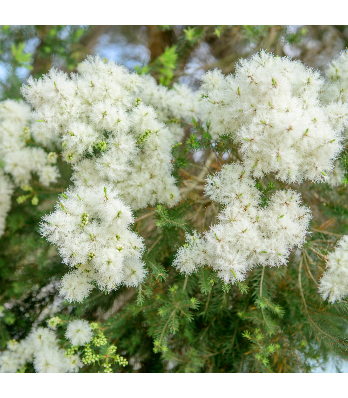Čajovníkový strom- Kajeput- Melaleuca acuminata- semena Kajeputu- 50 ks