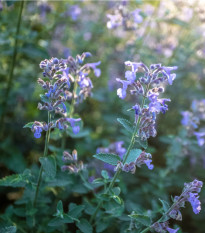 Šanta žilnatá - Nepeta nervosa - osivo šanty - 15 ks