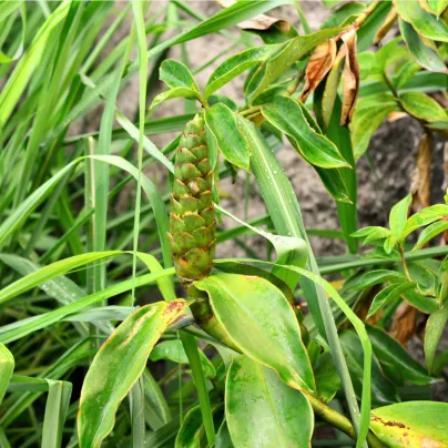 Citronová tráva pravá - Voňatka winterová - Cymbopogon winterianus - osivo citrónové trávy - 20 ks