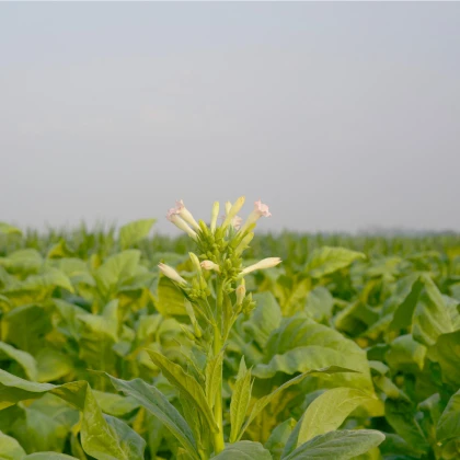 Tabák Green Wood - Nicotiana tabacum - osivo tabáku - 25 ks