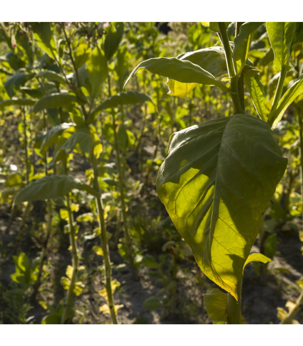 Tabák Hnědý List - Nicotiana tabacum - osivo tabáku - 25 ks