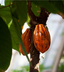 Kakaovník pravý- Theobroma cacao- semena Kakaovníku- 5 ks