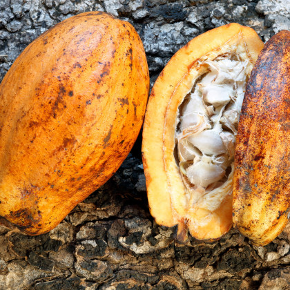 Kakaovník pravý žlutý - Theobroma cacao - semena kakaovníku - 5 ks