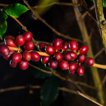 Kávovník hawajský - Konna - Coffea konna - semena kávovníku - 5 ks