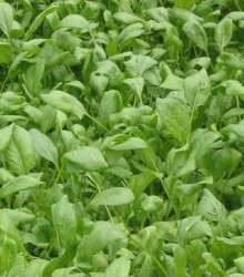 BIO Špenát setý - Spinacia oleracen L. - semena bio osiv - 12 gr 