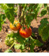 BIO Rajče Diplom F1 - Solanum lycopersicum - bio osivo rajčat - 8 ks
