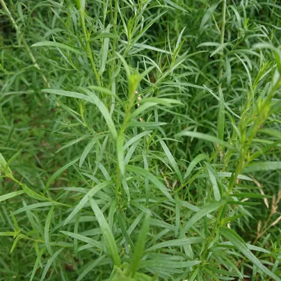 BIO Pelyněk kozalec - Artemisia dracunculus - bio osivo pelyňku - 500 ks