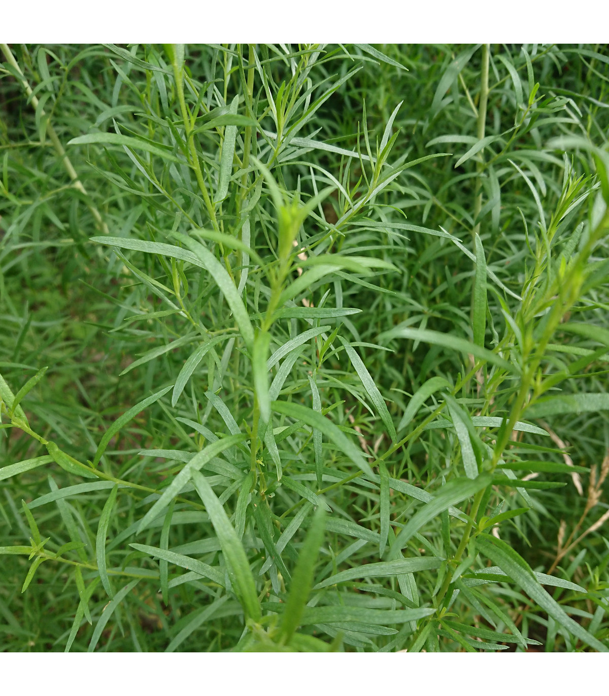 BIO pelyněk kozalec - Artemisia dracunculus - bio osiva pelyňku - 0,1 g