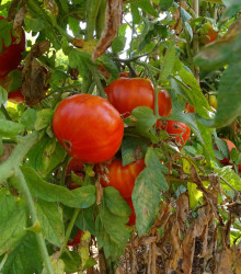 BIO rajče Taste F1 - Lycopersicon Esculentum - bio osivo rajčat - 10 ks