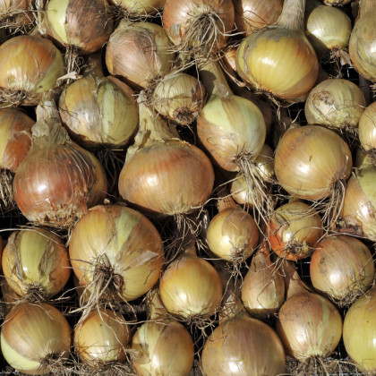BIO Cibule jarní žlutá Sturon - Allium cepa - bio osivo cibule - 500 ks