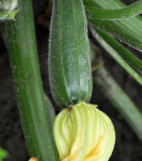 BIO Cuketa Partenon F1 - Cucurbita pepo - bio osivo cukety - 5 ks