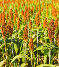 Čirok obecný - Sorghum bicolor - osivo čiroku - 100 ks