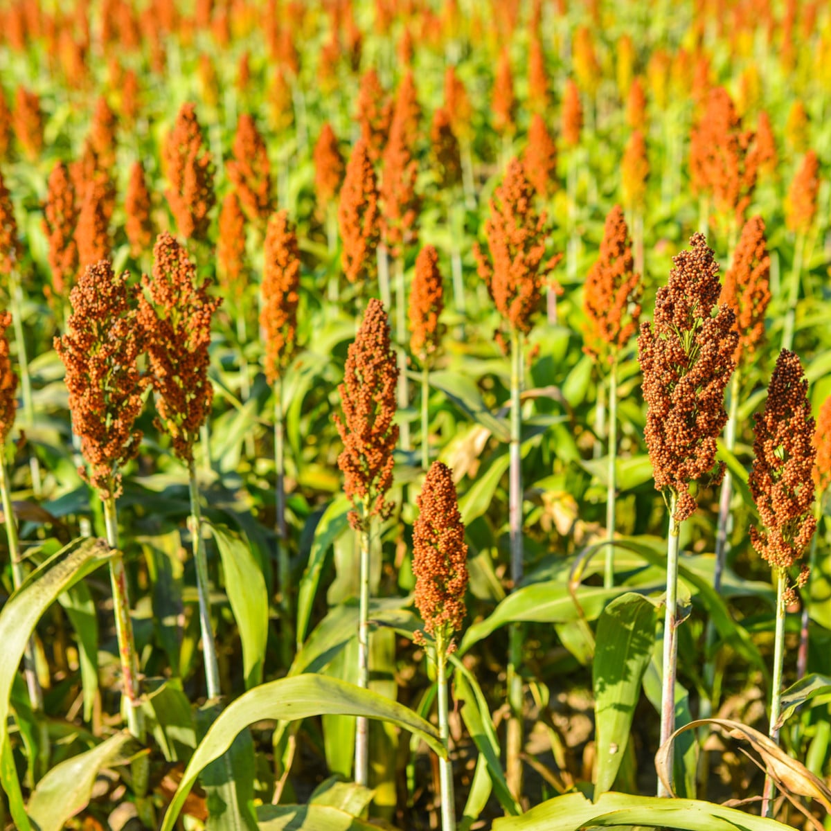 Čirok obecný - Sorghum bicolor - osivo čiroku - 100 ks