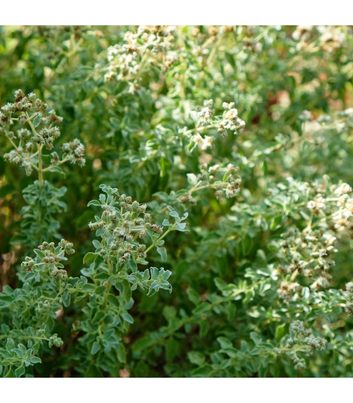 BIO Saturejka horská - Satureja montana - bio semena saturejky - 0,3 g
