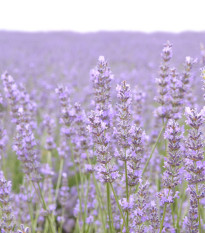 BIO Levandule lékařská - Lavandula officinalis - bio osivo levandule - 50 ks